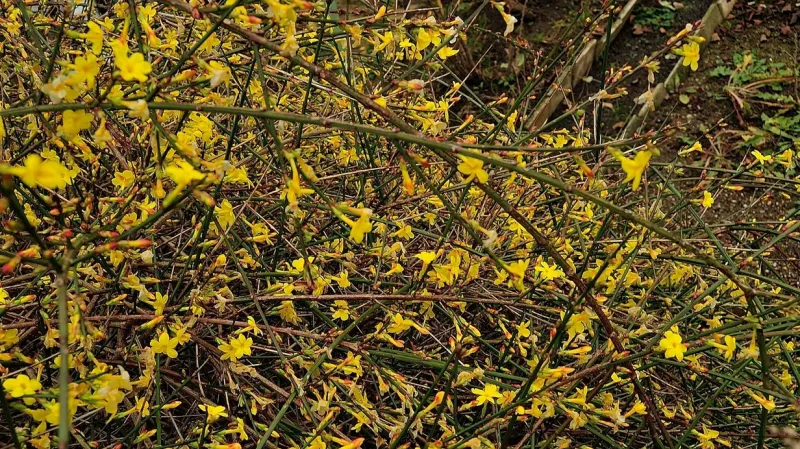 Rozkvetlý prosinec v Praze ve Starém Spořilově