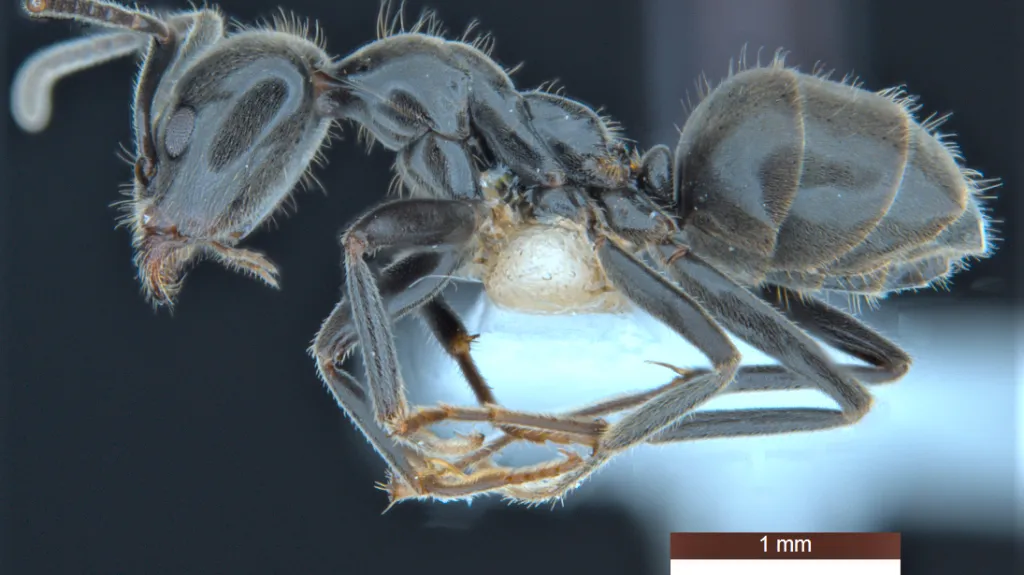 Mravenec Anonychomyrma inclinata