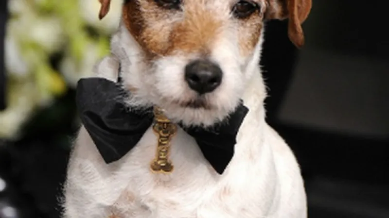 Uggie se Zlatým obojkem