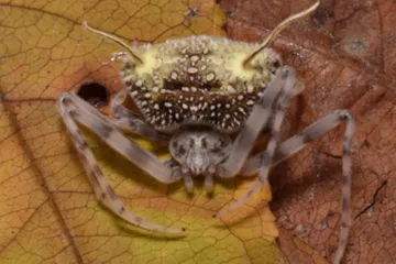Nově popsaný pavouk předstírá, že je zombie ovládnutá parazitickou houbou