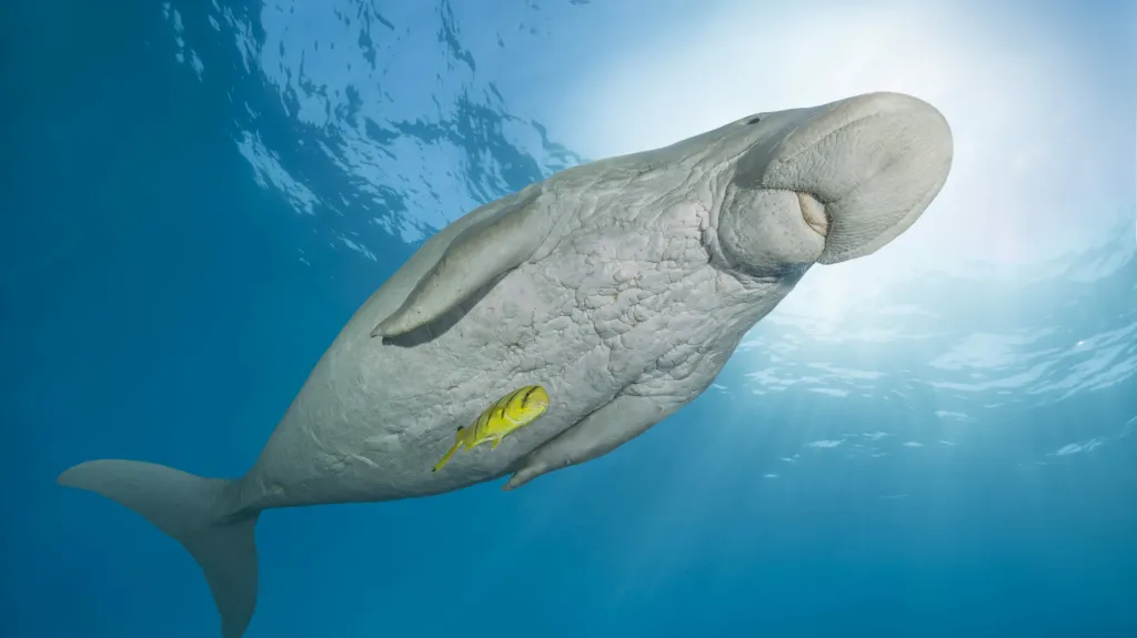 Dugong indický