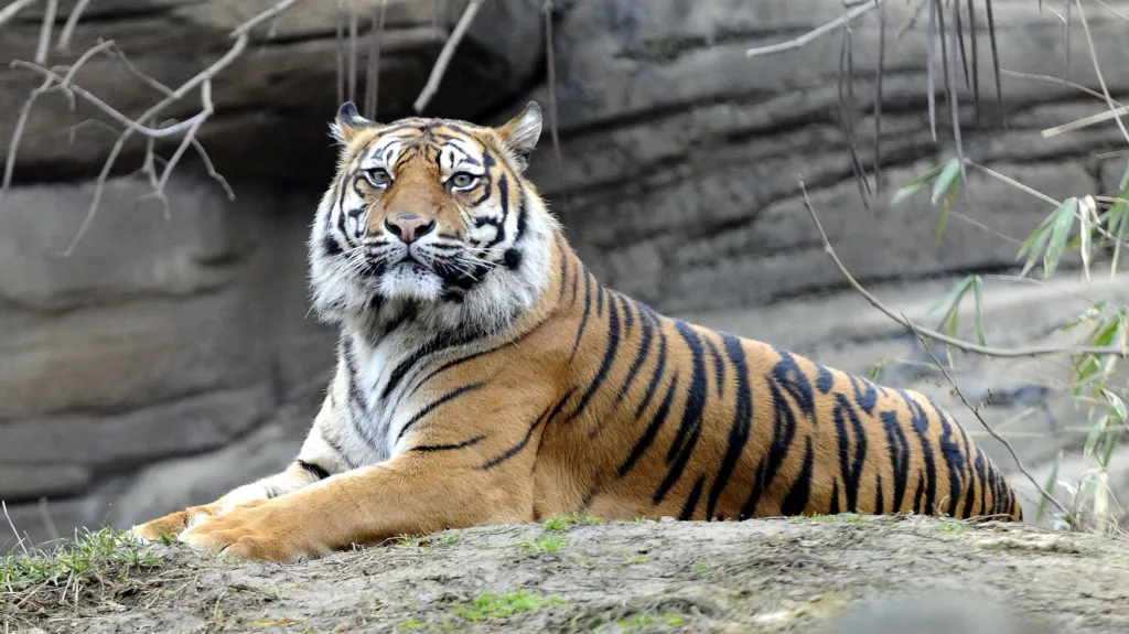 Tygr sumaterský v Zoo Brno