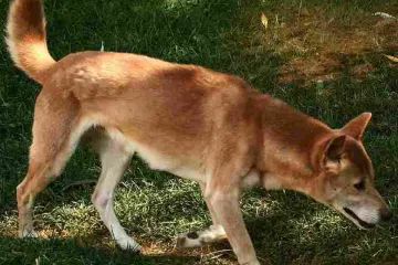 Novoguinejští zpívající psi nevymřeli. Nový výzkum genů odhalil, kde se skrývali