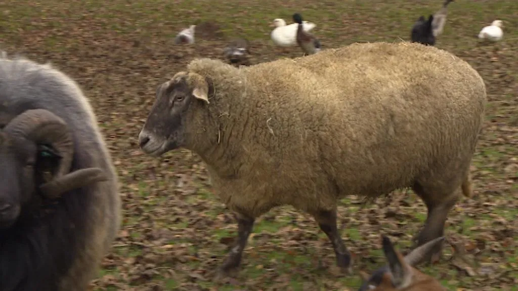 Zvířata nahrazují v Miletíně sekačky i kompostéry