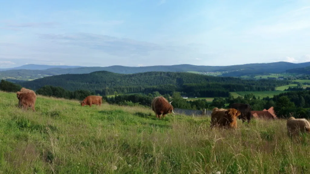 Oceněná louka na jižním svahu šumavského Javorníku