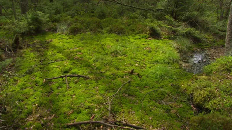 Šumavské rašeniliště