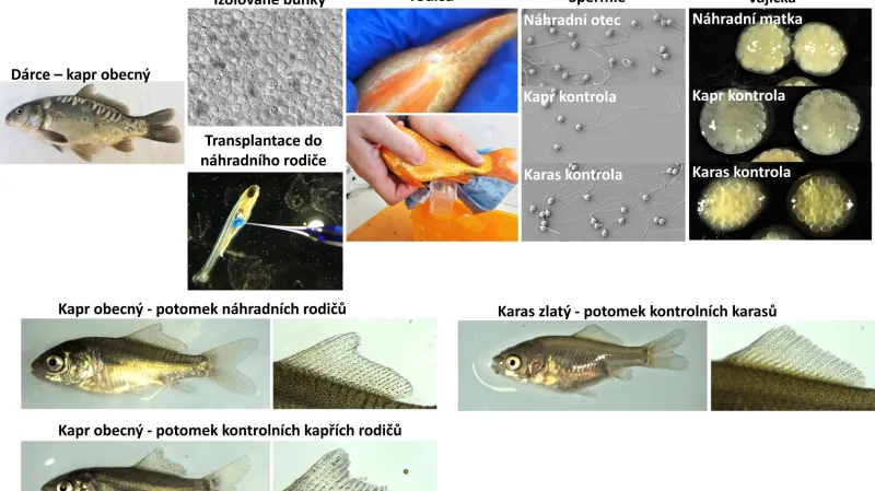 Náhradní reprodukce mezi kaprem a zlatým karasem
