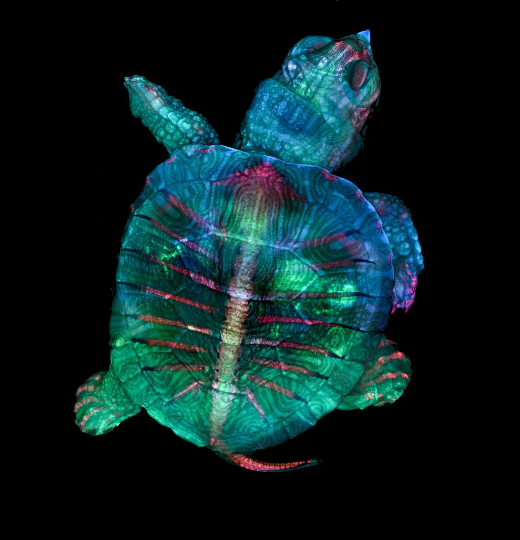 Fluorescentní embryo želvy; zvětšení: 5x