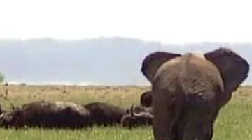 Africká příroda