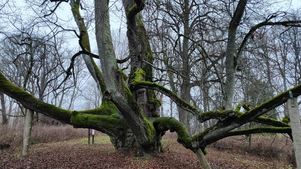 Obětní lípa (Lotyšsko)