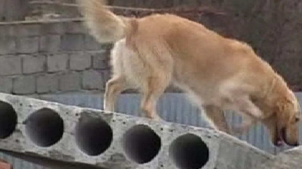 Záchranářský pes