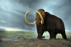 Milion let stará DNA z mamutů ukázala, jak žili. Je to nejstarší sekvenovaný genom