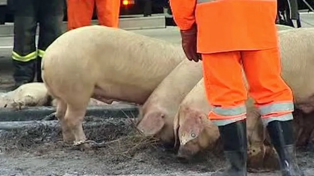 Prasata po nehodě na dálnici