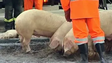 Prasata po nehodě na dálnici