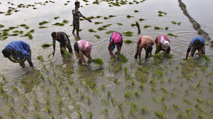 Indická farma s rýžovým polem
