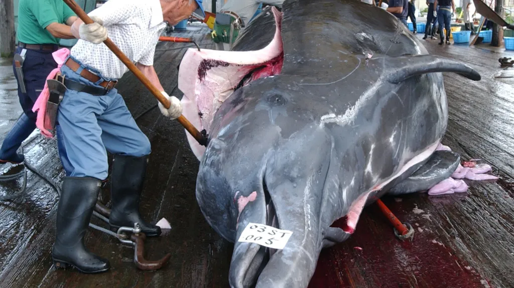 Lov velkých velryb je stále legální v Japonsku