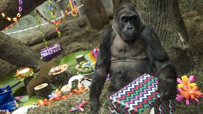 Oslava narozenin gorily Colo