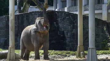 Sloni indičtí v ostravské zoo mají nové stínidlo