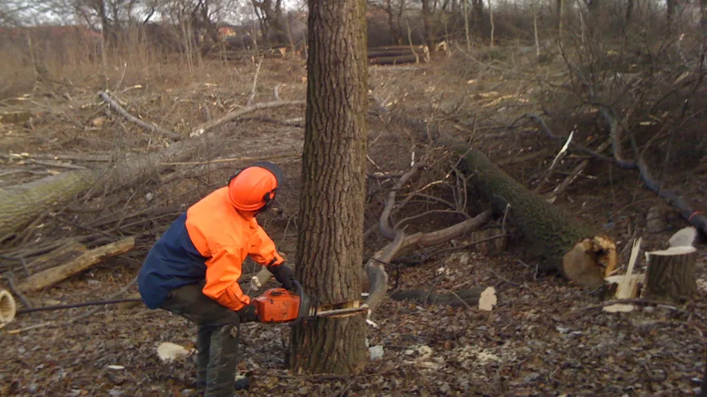 K zemi půjde celkem stovka stromů