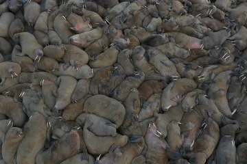 Ruští přírodovědci objevili v Arktidě výjimečně velkou kolonii ohrožených mrožů