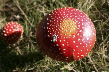 Houby jsou podle afrických vědců základem života na Zemi