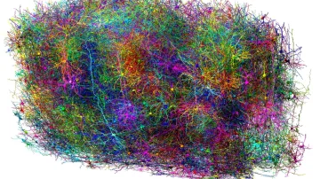 Vizualizace aktivity tisícovky neuronů v myším mozku. Studie jich prozkoumala přes 600 tisíc