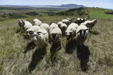 Ovce pomáhají ohroženým rostlinám. Díky pastvě ani těžko přístupný terén nezarůstá nálety