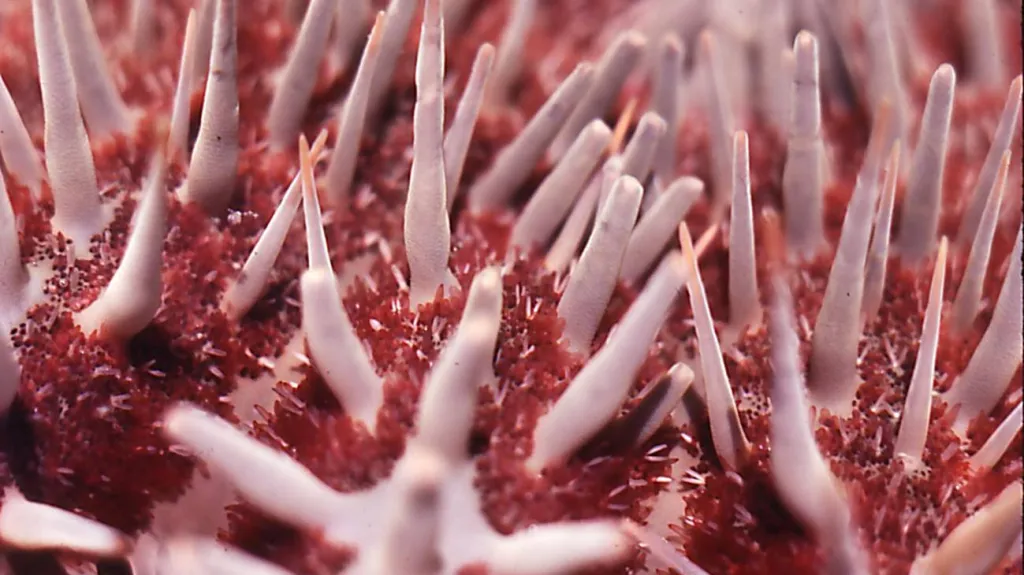 Hvězdice trnová koruna