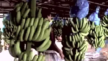 Práce na banánových plantážích