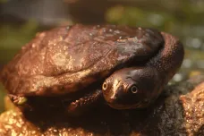 Kriticky ohroženým indonéským želvám se v brněnské zoo daří. Odchovali tam čtyři mláďata