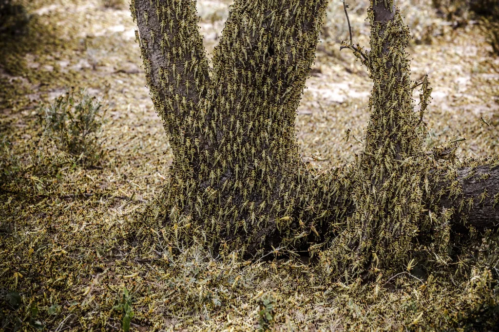 Nominace v sekci Příroda: Luis Tato se sérií snímků Fighting Locust Invasion in East Africa (Boj proti invazi kobylek ve východní Africe)