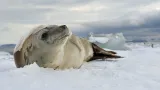 Antarktida není mrtvý kontinent