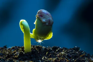 Půda je domovem zřejmě pro více než polovinu života. Její význam se dlouhodobě podceňuje