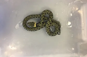 V Orlové chytili hada, kvůli kterému na čtyři dny uzavřeli Kaufland. Byla to neškodná užovka