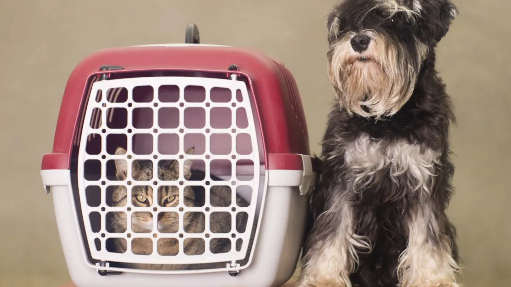 Cestování se zvířaty