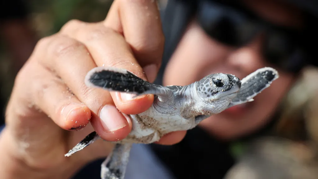Dobrovolníci pod dozorem ochránců přírody pomáhají želvím mláďatům