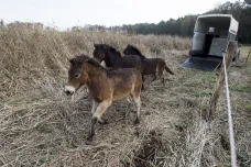 Osm divokých koní vypustili ochranáři na Pardubicku. Pomohou s péčí o krajinu