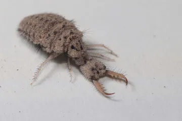 Dupání kolem kešek pomáhá vzácným mravkolvům. Český plán na pomoc přírodě