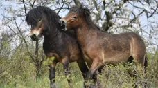 Divocí koně v Národním parku Podyjí na Znojemsku