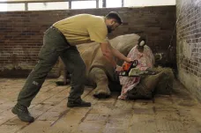 Dvorská zoo začala řezat nosorožcům rohy. Na ochranu před pytláky
