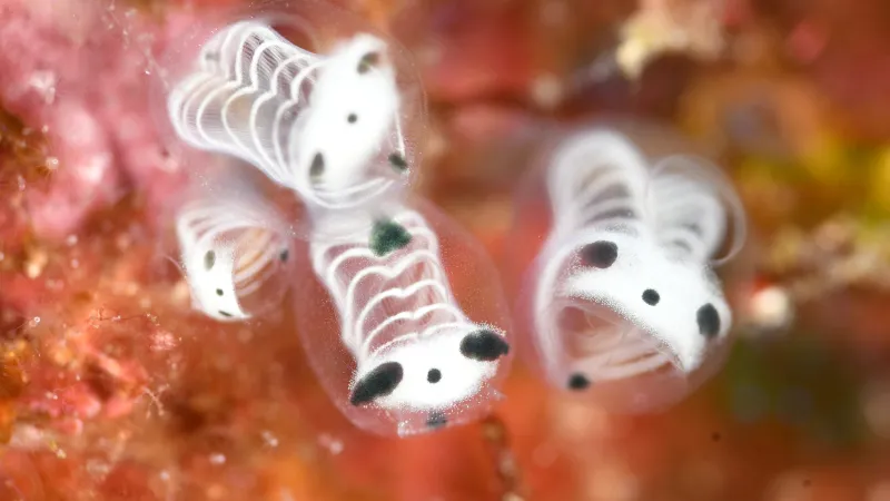 Nově popsaná pospolitka