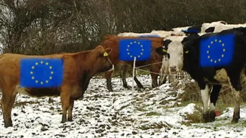 "Evropské" krávy