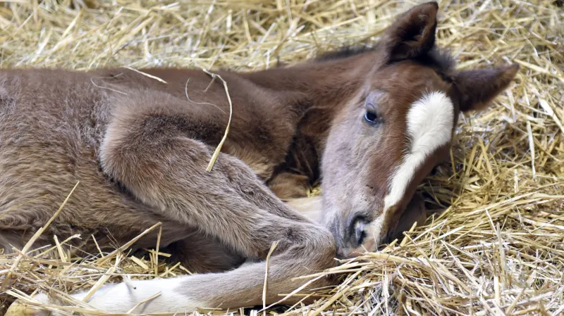 Ve čtvrtek narozené hříbě zatím nemá jméno