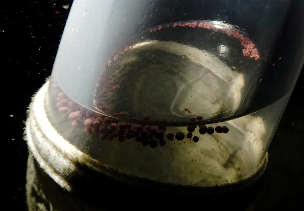 Vajíčka a spermie korálů zachycená ve speciálním plastovém kontejneru