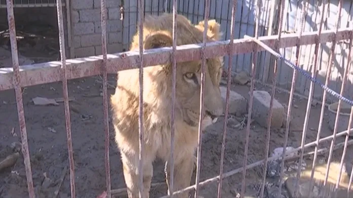 Simba v zuboženém stavu v mosulské zoo