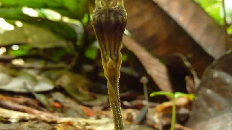 Thismia_brunneomitra