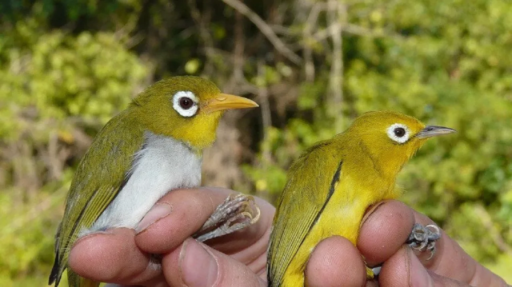 Dva druhy nově objevených ptáků