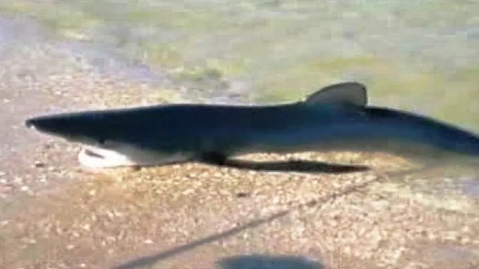 V New Jersey omylem vyplaval na pláž dvoumetrový žralok
