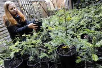 Stromky se chystají na Vánoce. Řezané i v květináčích