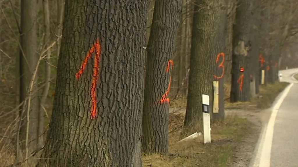 Stromořadí u silnice
